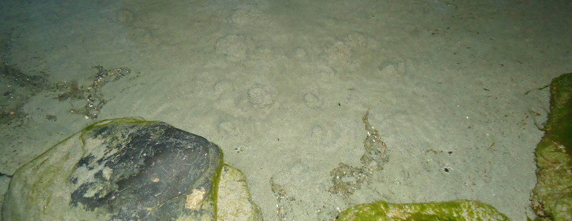 Дагшин оргихын булаг